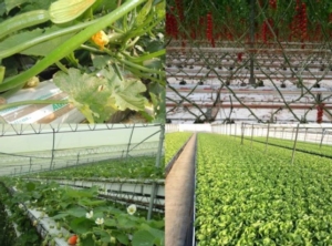 Colture in fuori suolo e substrati di coltivazione: seminario di 2° livello - le news di Fertilgest sui fertilizzanti