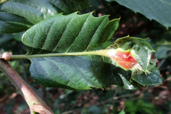 Cinipide del castagno, come favorire e diffondere l'antagonista in campo