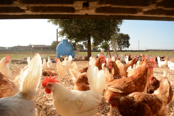 Galline senza gabbie