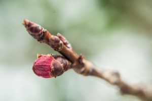 Fertilizzare in post raccolta per risultati migliori in primavera - L. Gobbi - Fertilgest News