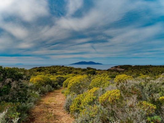 Api a Giannutri, l'intervista ai ricercatori