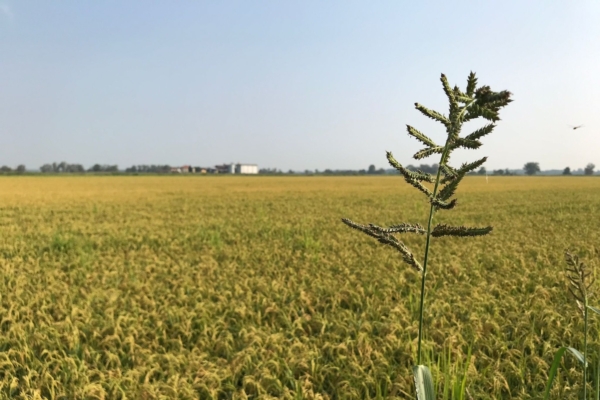 Resistenze agli erbicidi nei giavoni di risaia: gli innovativi risultati del progetto Epiresistenze