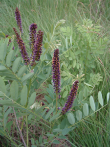 Il falso indaco (Amorpha fruticosa): una pianta ad alto biopotenziale - Plantgest news sulle varietà di piante