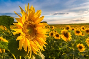 Girasole, un sole per l'agricoltura italiana - Plantgest news sulle varietà di piante