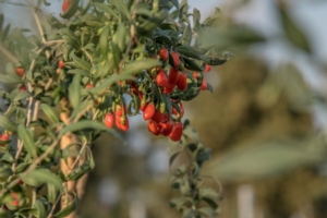 Quanto è buono il goji italiano - Plantgest news sulle varietà di piante