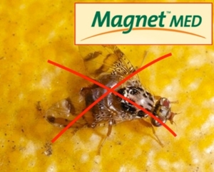 gowan-italia-magnet-med-mosca-frutta.jpg