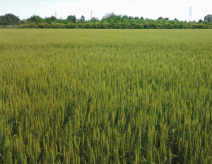 La concimazione del grano: partire bene per garantire le rese - Fertilgest News
