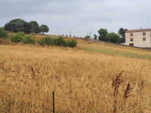 grano-duro-allettato-da-pioggia-15-lug-2020-coldiretti-sicilia