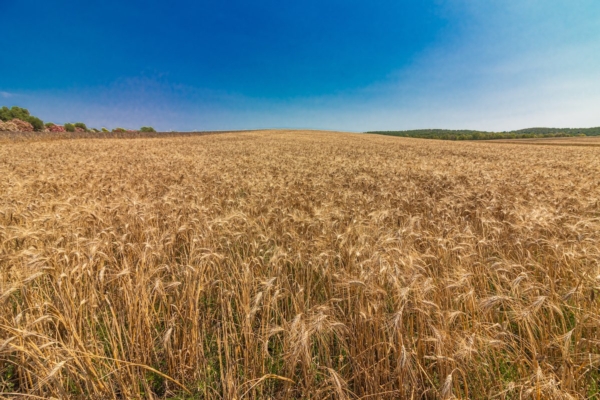 Grano Creso: un solo ibrido per una nuova cerealicoltura - Plantgest news sulle varietà di piante