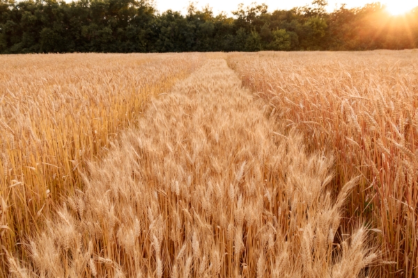 Cereali 2022-2023, la volatilità resta all'orizzonte