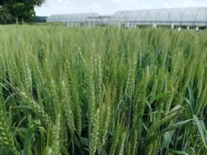 Aumenta l'interesse per la produzione di mais e frumento bio - le news di Fertilgest sui fertilizzanti