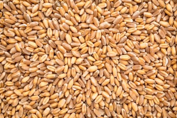 Concia del seme a concimazione di fondo dei cereali: perché sono importanti? - le news di Fertilgest sui fertilizzanti