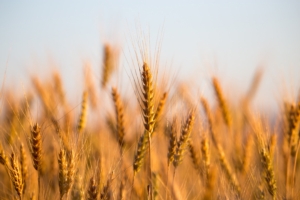 Buono il prezzo del grano, alto il prezzo dei concimi, ma fertilizzanti efficaci garantiscono il guadagno - le news di Fertilgest sui fertilizzanti