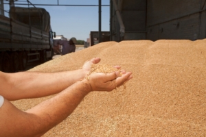 Cereali: ecco i contratti di filiera del Consorzio Terrepadane - Plantgest news sulle varietà di piante
