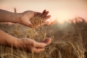 Programma semina cereali, chi ben incomincia è a metà dell'opera - L.E.A. - Fertilgest News