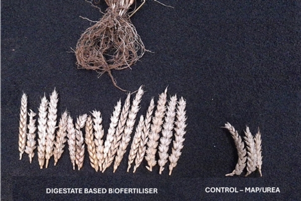 Digestato con biostimolanti per combattere la desertificazione
