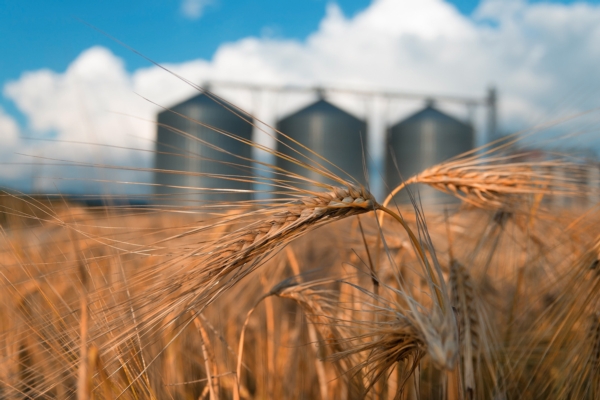 Prezzo del grano, ecco perché le quotazioni resteranno alte nel 2023
