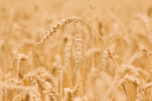 Cereali, import export: il saldo valutario netto &egrave; -2.172,6 milioni di euro