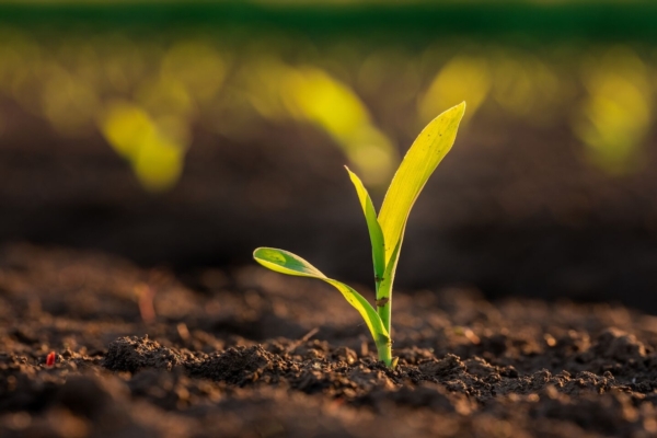 Cropwise Planting, un servizio di valore per la semina a rateo variabile - Plantgest news sulle varietà di piante