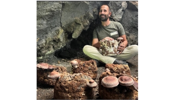 Shiitake, i funghi coltivati su legno di castagno - Plantgest news sulle variet&agrave; di piante