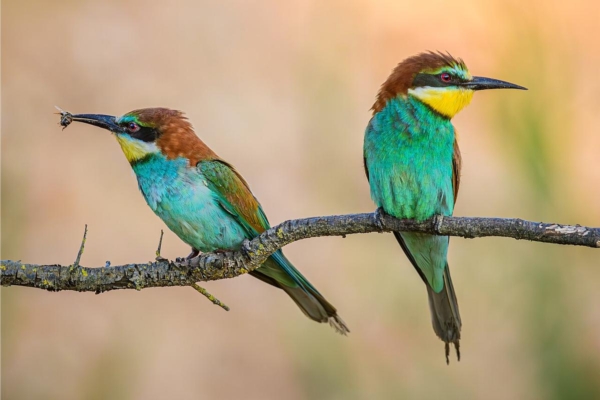 Gruccioni, che impatto hanno sull'apicoltura? Dite la vostra