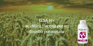 Ilsa H+, vigore all'azione diserbante - le news di Fertilgest sui fertilizzanti