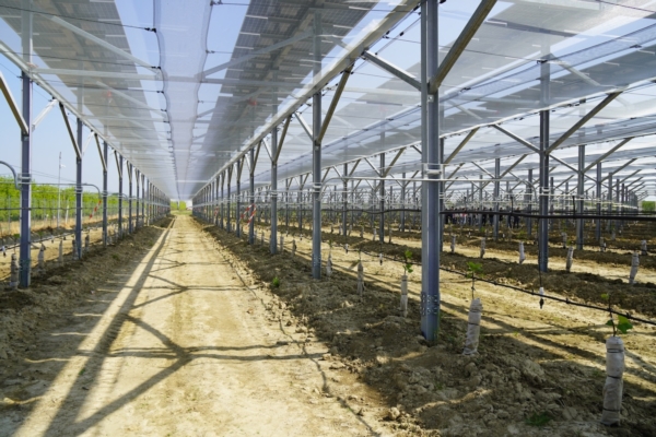 Kiwi giallo e agrivoltaico, come progettare un impianto - Plantgest news sulle variet&agrave; di piante