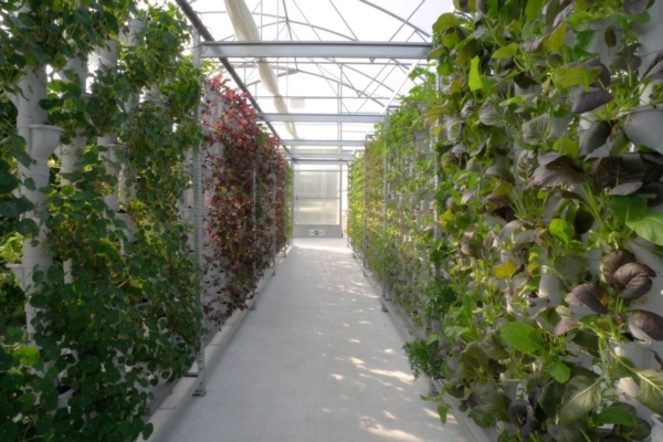 Idroponica: sfide, opportunit&agrave; e segreti - Plantgest news sulle variet&agrave; di piante