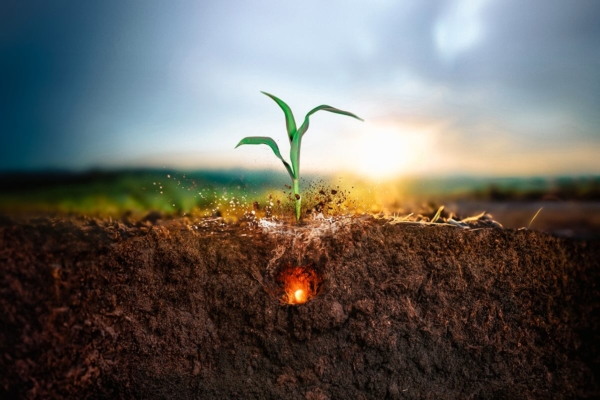 Sorgo e Initio Hydro+: la forza della resilienza contro la siccit&agrave; - Plantgest news sulle variet&agrave; di piante