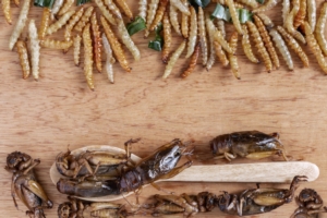 Allevare insetti: perché, quali e come?