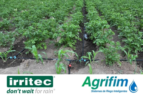 Irritec cresce in America Latina: acquisita Agrifim Colombia