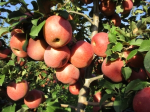 Geoplant sperimenta un nuovo clone: la mela Fuji torna in pianura - Plantgest news sulle varietà di piante