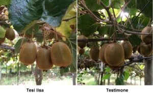 Actinidia, calibro e sostanza secca per qualità e conservazione - le news di Fertilgest sui fertilizzanti