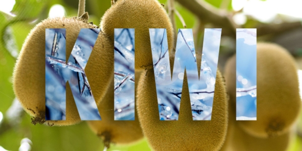 Gelate su kiwi, gli interventi nutrizionali per salvare le rese - Cifo :: Cifo Professionale - Fertilgest News