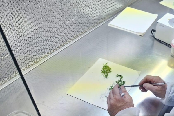 Micropropagazione e l'importanza della formazione: un webinar per saperne di pi&ugrave; - Plantgest news sulle variet&agrave; di piante