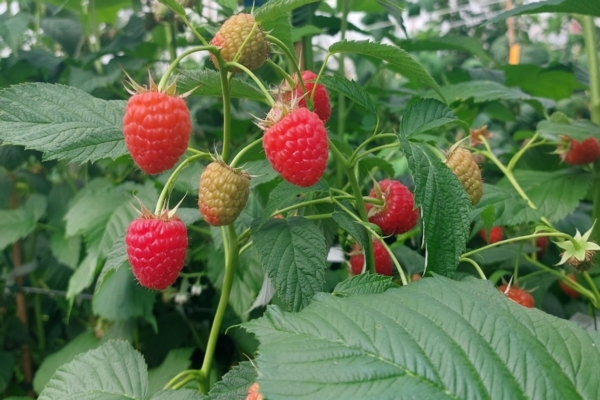 Lampone e breeding fra ricerca e adattamento climatico - Plantgest news sulle variet&agrave; di piante