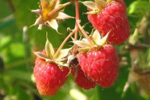Lampone, un berries in rampa di lancio - Plantgest news sulle varietà di piante