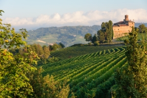 langhe-piemontesi-barolo-vitivinicoltura-vigneti-vigne-by-photoerick-adobe-stock-750x500