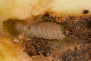 larva-di-cydia-pomonella-bayer.jpg