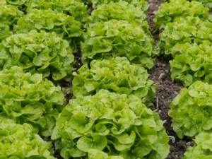 E' iniziato l'inverno: attenzione al livello di nitrati nelle insalate - le news di Fertilgest sui fertilizzanti
