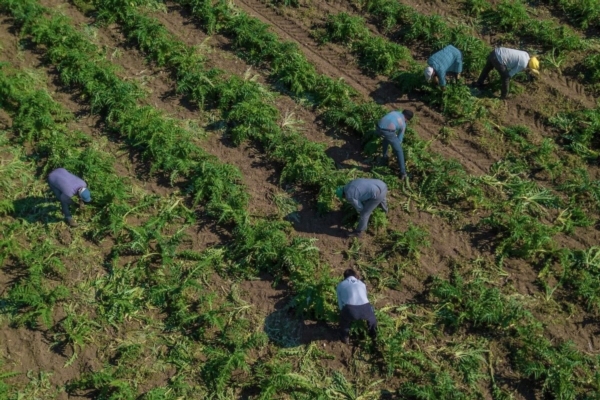 Decreto Flussi, 40mila lavoratori stranieri nelle campagne italiane