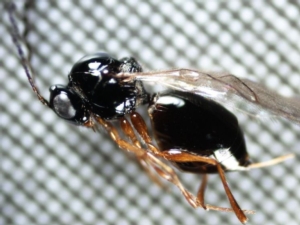 Drosophila suzukii, i suoi nemici si moltiplicano
