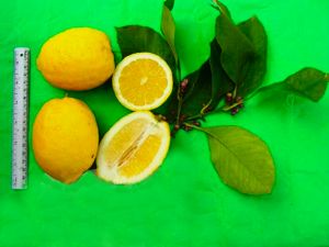 limone-antica-rocca-imperiale-frutto-misure.jpg