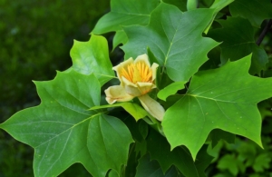 liriodendron-tulipifera-liriodendro-albero-dei-tulipani-piante-nomi-alberi-sebi2569-adobe-stock-750-488