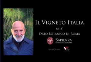 Vigneto Italia, Roma di nuovo caput mundi del vino - Plantgest news sulle varietà di piante