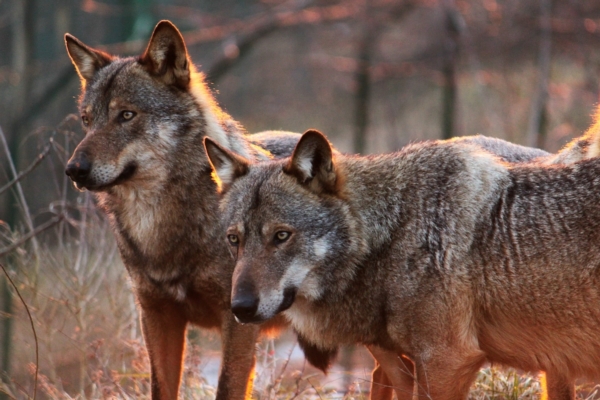 Danni da fauna selvatica, al via il bando in Emilia Romagna per la prevenzione