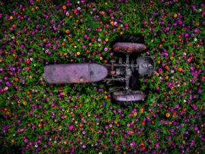 macchine-agricole-revisione-fiori-by-stacy-adobe-stock