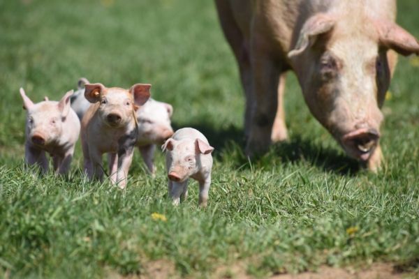 Psa, la Calabria ottiene la fine delle restrizioni da Bruxelles