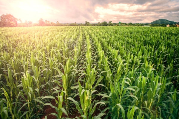 Novità Dekalb per i maiscoltori: come mettere la produttività al sicuro - Plantgest news sulle varietà di piante