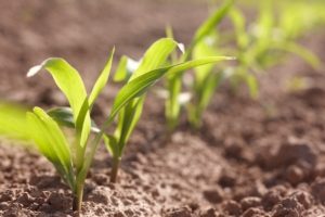 Kws: mais, importanza e benefici della terza semina - Plantgest news sulle varietà di piante